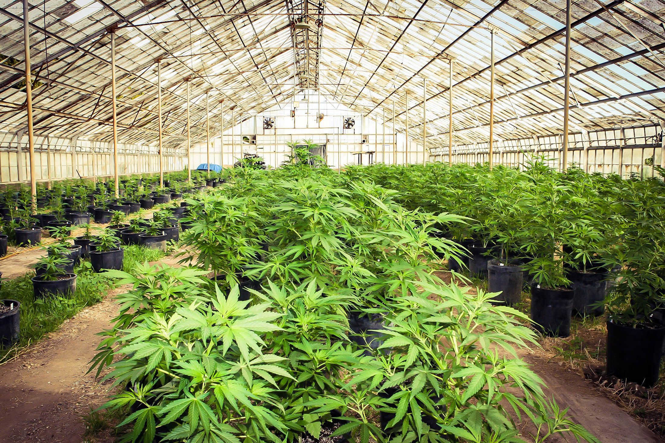 "América Latina precisa pensar em legalizar drogas", diz agência da ONU