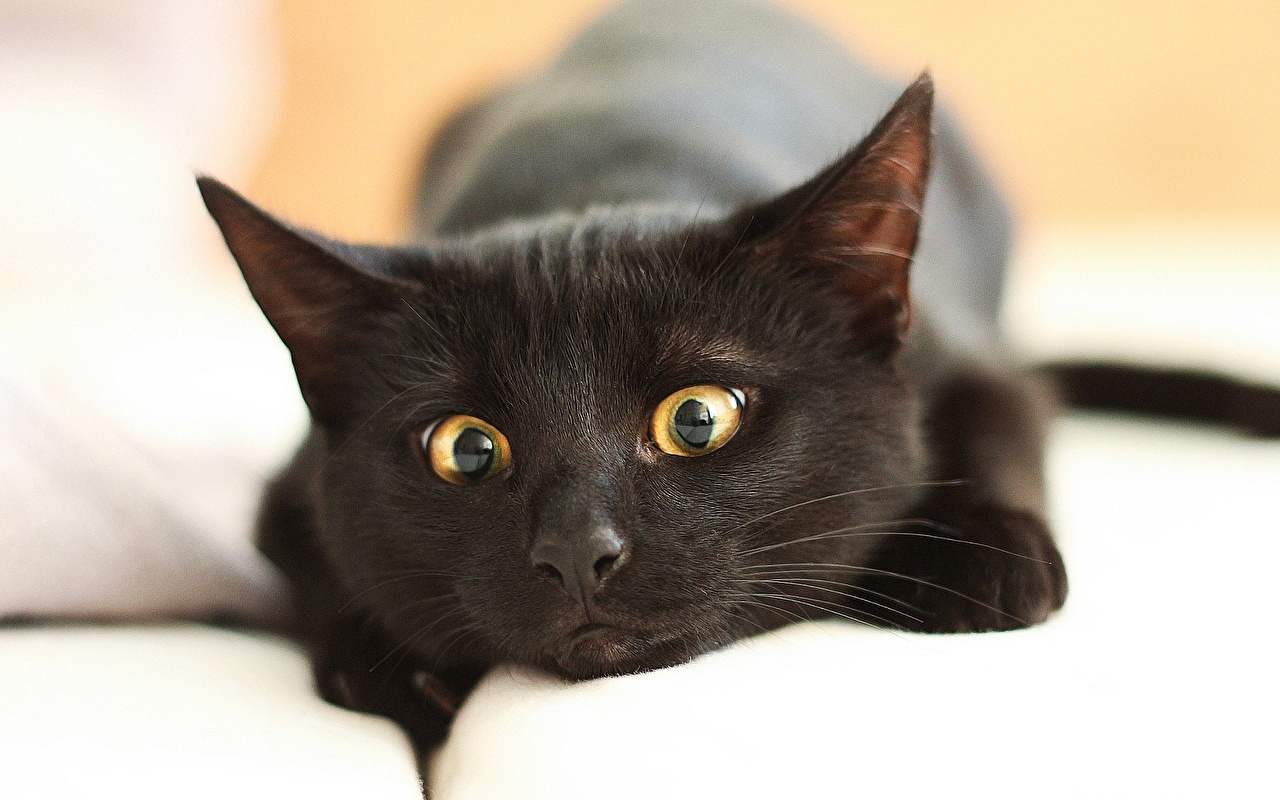 O gato preto do ministro Barroso e as ilusões juridicistas