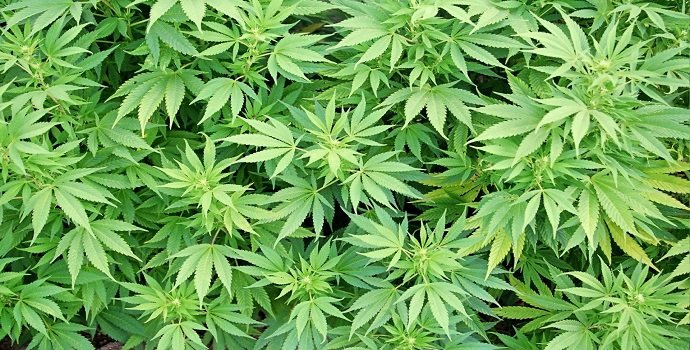 Drogas: quanto custa proibir?, por Rômulo de Andrade Moreira