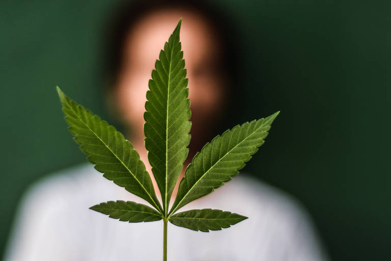 A propósito da Carta pela revisão da Lei Antidrogas?